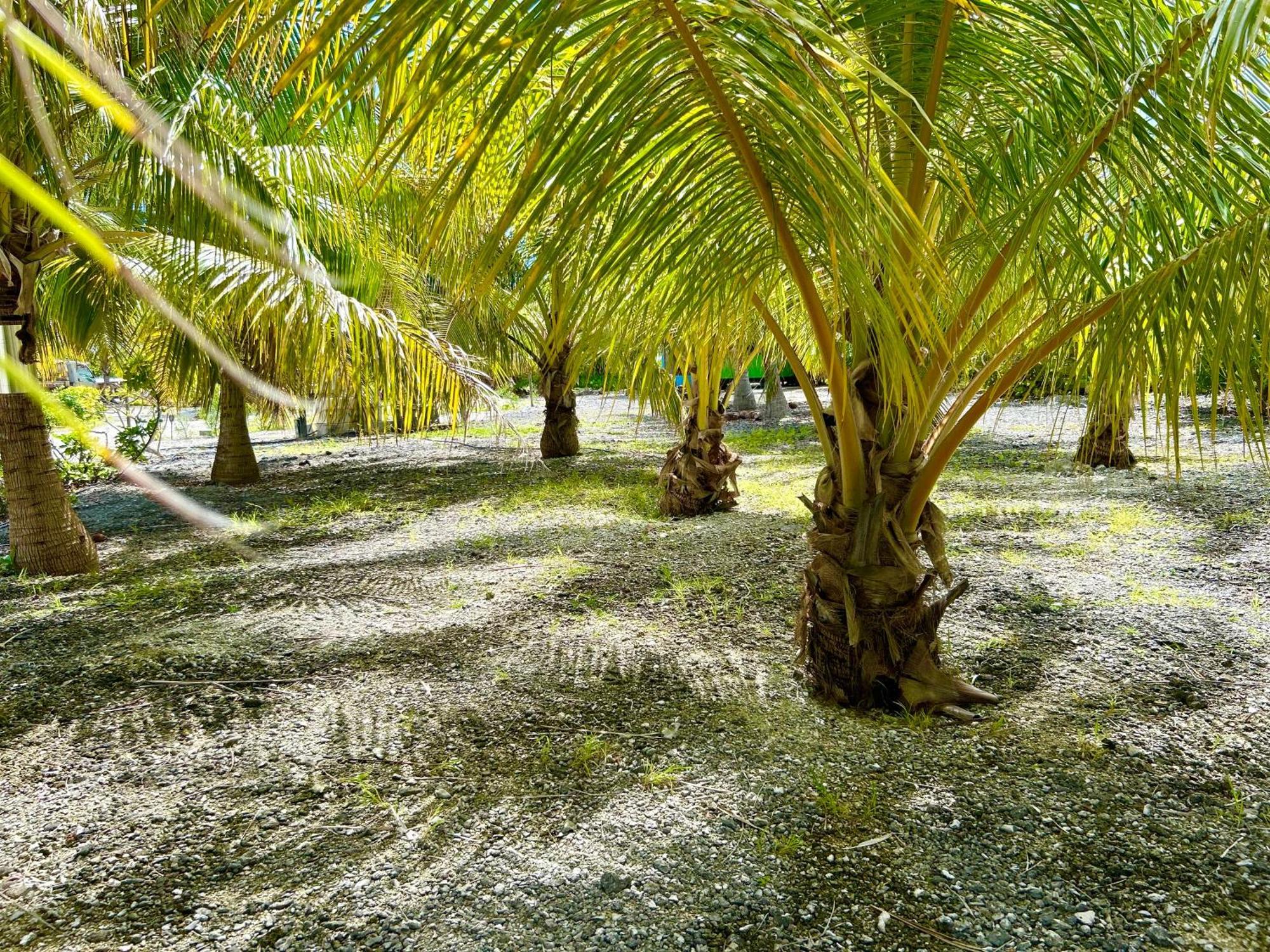 Rangiroa Bliss Hotel Tiputa Exterior photo